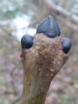Baumknospe der gemeinen Esche (Fraxinus exelsior)
