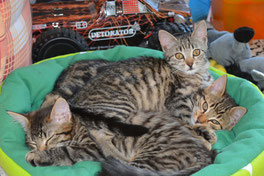 ... oder auch von allen dreien - Teddy, Lilli und Tom