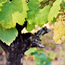 Dans le vignoble de Nantes, la vigne est préservée avec la biodiversité, le label Agriculture Biologique pour les vins blanc et le label he protection environnementale pour le respect de la nature et des vins de grande qualité.