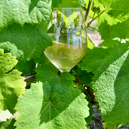 Producteur de muscadet Sèvre et Maine sur lie de grande qualité aux porte de Clisson et du site du Hellfest dans le vignoble nantais près de Nantes en Loire Atlantique,France. Un terroir exceptionnel composé de gabbro, d'argile à quartz