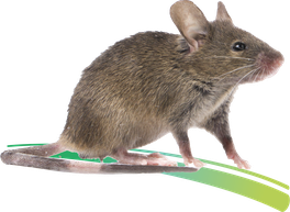 Souris