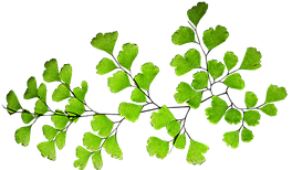 Motiv von Pixabay: Ginko-Blätter.