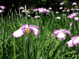 ６月　花菖蒲