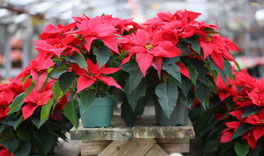 Le Poinsettia dit L'Étoile de Noël .