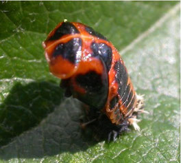 Coccinelle à l'état de nymphe