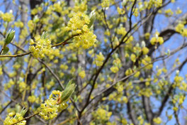 varieties of yellow flowers