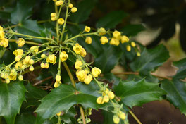 何の花　黄色
