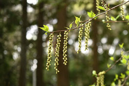 黄色　樹木　花　何