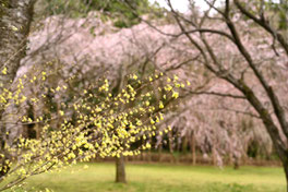 何の花　黄色