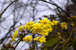 黄色の花　何