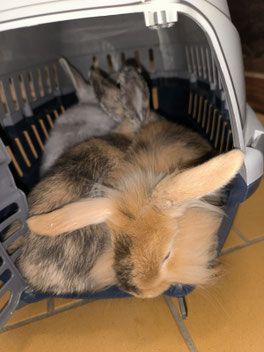  Ausgesetz vor dem Tierheim