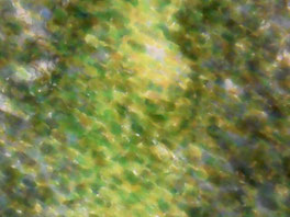 Impression CMJN vue au microscope numérique USB