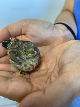 Geflügelter Findling wird im Vogelschutzzentrum wieder aufgepäppelt. - Foto: NABU/Hanna Vogel