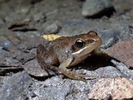 Juveniler Springfrosch. NABU/C. Buchta