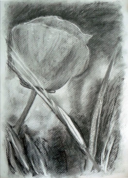 Mohn 40x50 cm