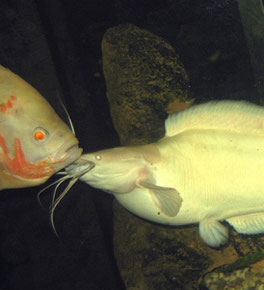 Clarias batrachus attackiert einen Pfauenaugenbuntbarsch (Astronotus ocellatus)