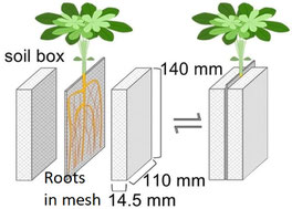 Sandwitch Rhizobox design for 2D harvest of root systems