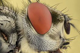 Macro image of fly eye