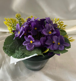 Violettes 1 - 19,50 €