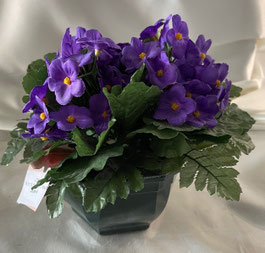 Violettes  2 - 28€