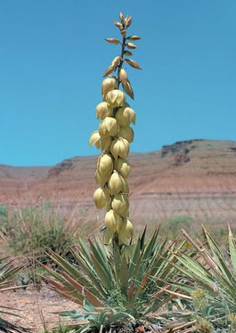 Bild Yucca gilbertiana (c) Josef Busek 