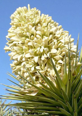 Bild Yucca brevifolia