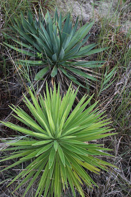 Bild Yucca gloriosa - Yucca aloifolia-Vergleich (c) Tony Avent