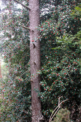 am Wegrand im lichten Hangwald die Europäische Stechpalme (Ilex aquifolium) mit ihren leuchtend roten Beeren