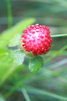 am Wegrand sieht man noch vereinzelt die leuchtend roten Beeren der Scheinerdbeere (Indische Erdbeere) Duchesnea indica - wurde ursprünglich als Zierpflanze kultiviert - gilt mittlerweile als eingebürgert (fader Geschmack)