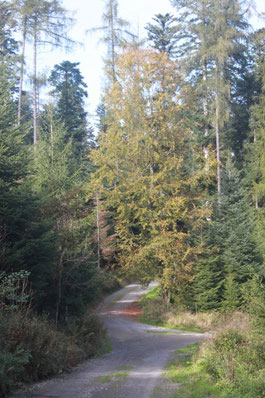 auf dem Jägerweg zurück ins Axtbachtal