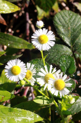 an den Hangwegen des Kreuzelbergs blüht noch der Einjährige Feinstrahl (Erigeron annuus)