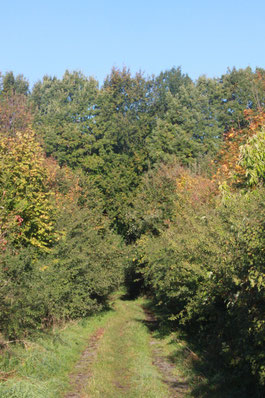 Weg zwischen Benjeshecken