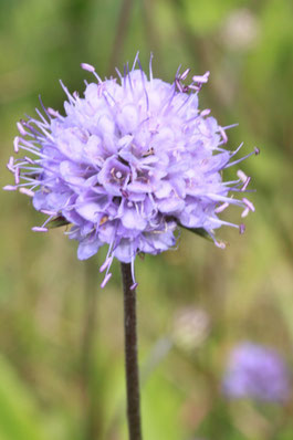 G. Franke: Succisa pratensis - fotografiert im August 2011 bei Karlsbad-Spielberg