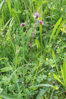 Bach-Nelkenwurz (Geum rivale) am Auerbach