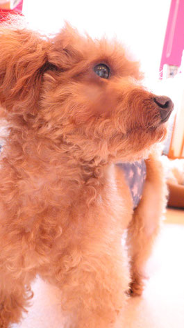 小型犬、トイプードル、犬、室内犬、動物の写真フリー素材　Small dogs, toy poodles, dogs, indoor dogs, animals photos free material