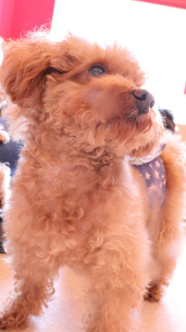 小型犬、トイプードル、犬、室内犬、動物の写真フリー素材　Small dogs, toy poodles, dogs, indoor dogs, animals photos free material