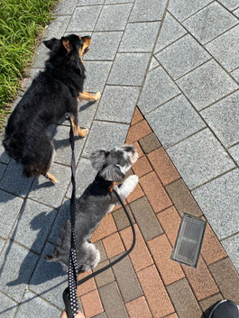 昭島市の犬のしつけ教室