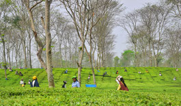 Rundreise Ostindien mit Badeaufenthalt in Odisha