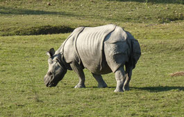 Rundreise 10 Tage Ostindien mit Safari