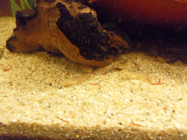 Rhinogobius rubromaculatus
