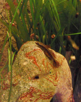 Stiphodon ornatus (roto Neongrundel)