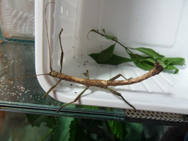 Männchen