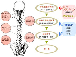 仙骨後頭骨テクニックの解剖学と生理学 仙骨後頭骨テクニックの解剖学と生理学
