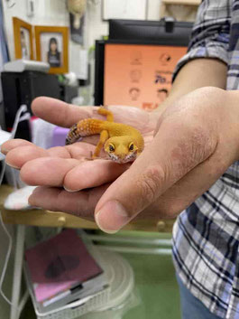 動物から得られるオキシトシン