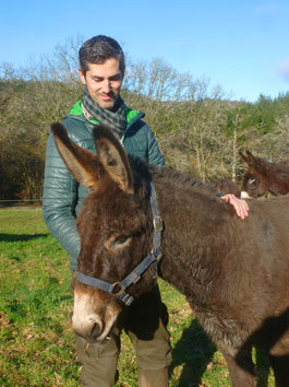 un âne pour randonner en limousin