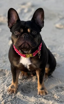 Französische Bulldogge