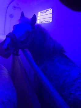 Asthma, Husten, Pferd, Pony, Soleanhänger