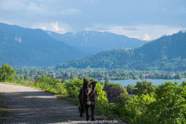 Nala Hund auf Tour steht auf dem Tegernseer Höhenweg im Hintergrund ist der Tegernsee und die bayerischen Voralpen zu sehen