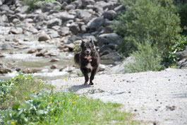 Kuhflucht in Farchant: Hund rennt, im Hintergrund Felsen, Steine und Bach