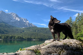 Nala Hund auf Tour am Eibsee im Hintergrund die Zugspitze, Bayern